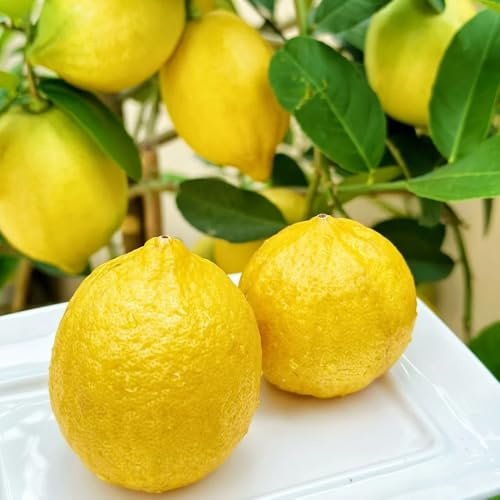 semillas de limonero, exterior orgánicas jardín resistentes, exóticas 10pcs