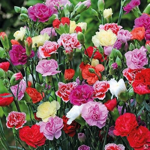 CEMEHA SEEDS - Seeds Carnation Grenadin Mix Biennial Flowers for Planting