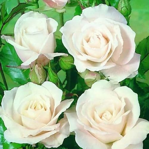 Harkness Roses 'Silver Wedding 25th Anniversary' ® Rose, 4 Litre Potted Rose, Ready to Plant