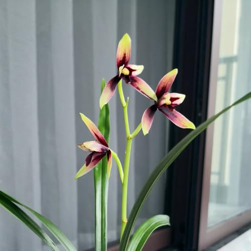 semillas de orquideas raras - exterior perennes resistentes interior balcón 600pcs