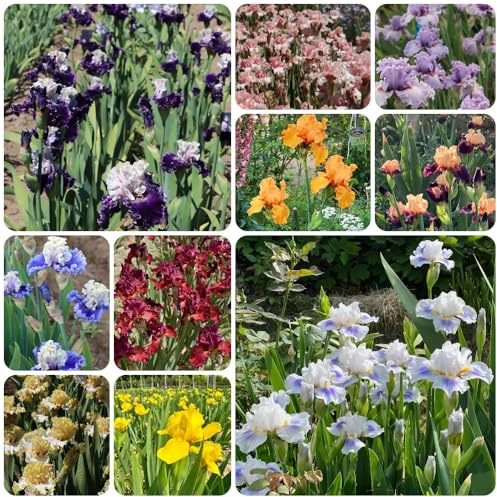 Semillas de iris, Iris tectorum, Las de jardín Los lirios son perennes resistentes, balcón resistentes para 500pcs