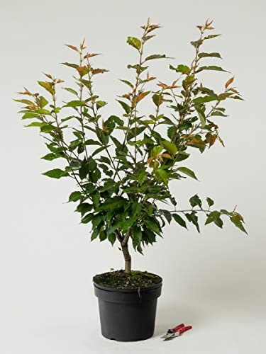 Japanische Blütenkirsche - Prunus serrulata Kanzan 60-100 cm hoch - Garten von Ehren