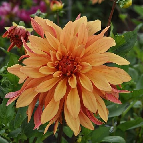 Dahlie French Cancan | 1 Stück | Knolle | Orange | 100% Blütegarantie | QFB Gardening
