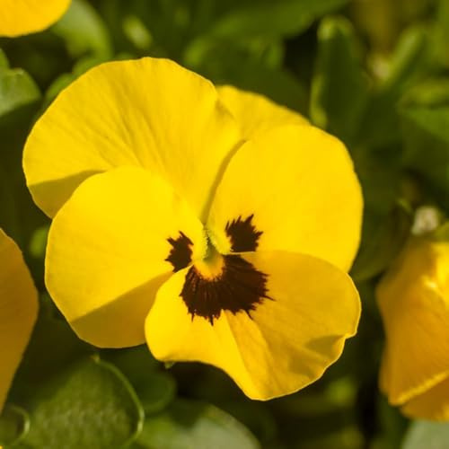 semillas de pensamiento maceta de jardín semillas resistentes al invierno para el jardín macetas balcón cama elevada bonsái decoración 120pcs