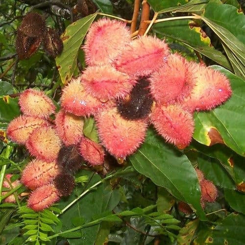 Plant World Seeds - Bixa Orellana Seeds (Tropical and Conservatory Seeds)