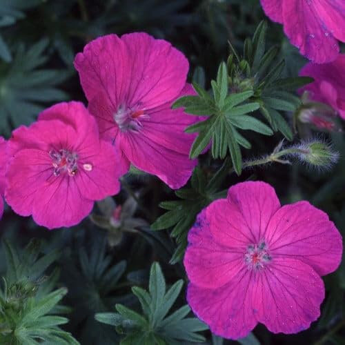 Plant World Seeds - Geranium Sanguineum Seeds (Perennial Flower Seeds)