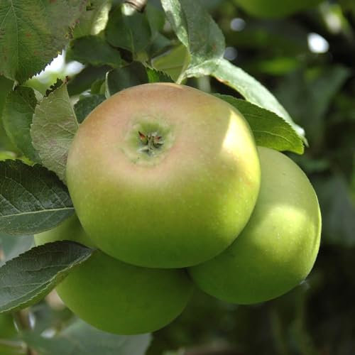 You Garden - Bramley Apple Patio Fruit Tree, Bare Root, Grow Your Own Fruit Tree in Gardens - Supplied as an Established Apple Tree Ready to Plant Out Grow Your Own Apples