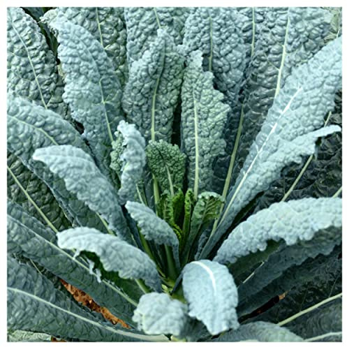 Everwilde Farms - 1/4 Lb Lacinato Kale Seeds - Gold Vault