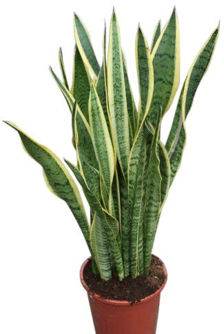 Indoor Plant -House or Office Plant -Sansevaria - Mother in Laws Tongue Variegated- Approx 30cm Tall