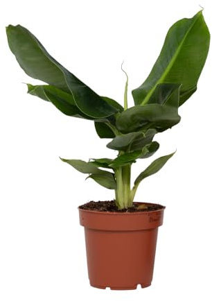 Plant in a Box - Pianta di Banano - Musa 'Oriental Dwarf' - Altezza 25-40cm - Pot 12cm - Pianta da interno - Verde