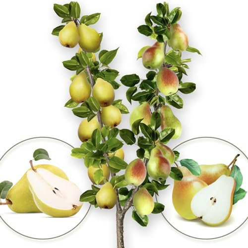 Arbre fruitier - Duo de poire - Williams/Santa Maria - Convient aux balcons, terrasses et petits jardins - Convient aux pots et à la terre