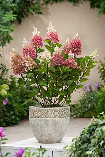 Plant in a Box - Hortensien- Hydrangea paniculata “Pinky Winky”- Höhe 25-40cm -Topf 19cm - Winterharte Gartenpflanze