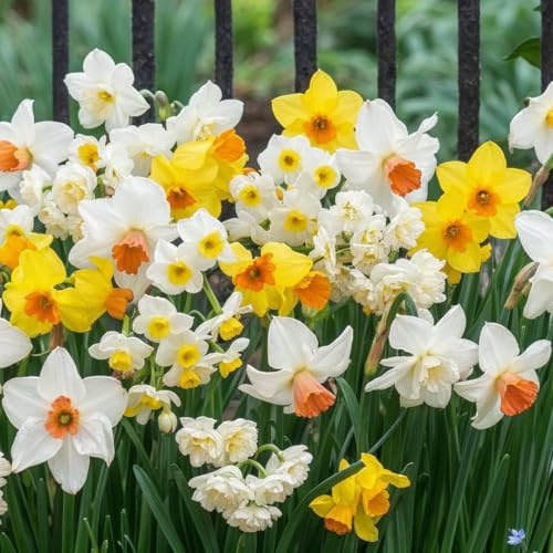 FLORIUM Påsklilja lökar Budget Collection (25 lökar, flerårig och kallbeständig | Blomlökar | Doftande påskliljor | Holland-blandning för trädgård och blomkruka | 6/7 sorter