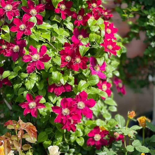 Bulbi di clematide, clematide decorazioni da giardino per esterni da giardino interno in vaso rampicanti balcone bulbo di resistenti al pieno 8pcs