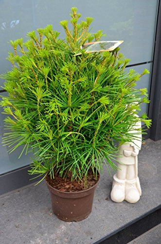 Japanische Schirmtanne Sciadopytis verticillata 50-60 cm hoch 5 L Topf | Winterhart, immergrün & pflegeleicht – besondere Nadelform, langsam wachsend, ideal für Garten & Kübel