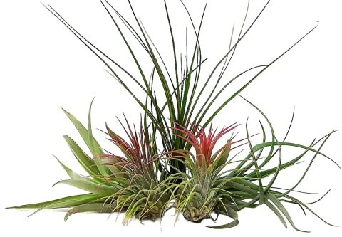 Carbeth Plants 5X Air Plants Mixed Tillandsia