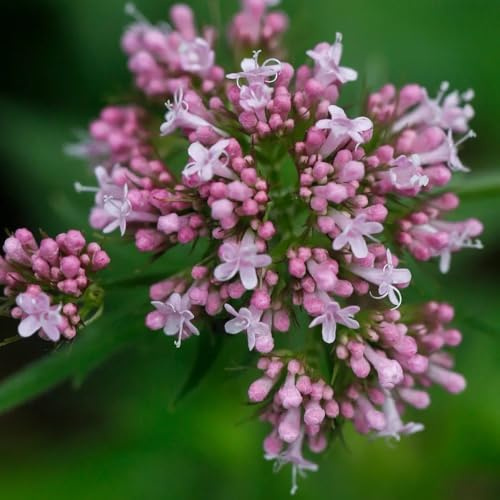 Semi di valeriana biologici, giardino aromatiche Valeriana officinalis, balcone resistenti seminare vecchie varietà 50pcs