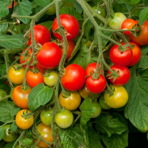 Bedwen Tomato 'Cherry Falls' Plug Plant x5 – Sweet & Tangy Red Cherry Tomatoes on Compact, Trailing Bush Plants for Hanging Baskets