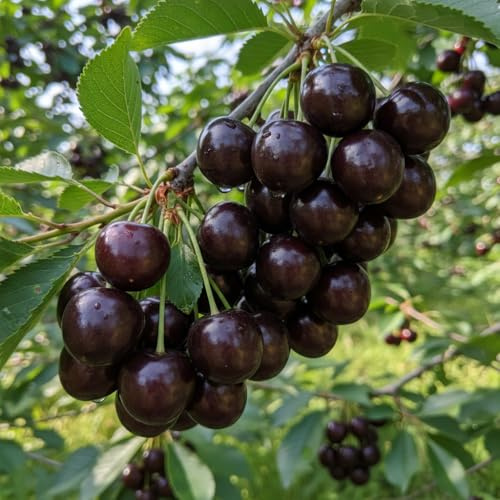 Grosse Schwarze Knorpelkirsche - Halbstamm - Lieferhoehe 150-180 cm - Reifezeit Mitte Juli - Bestaeuber empfohlen