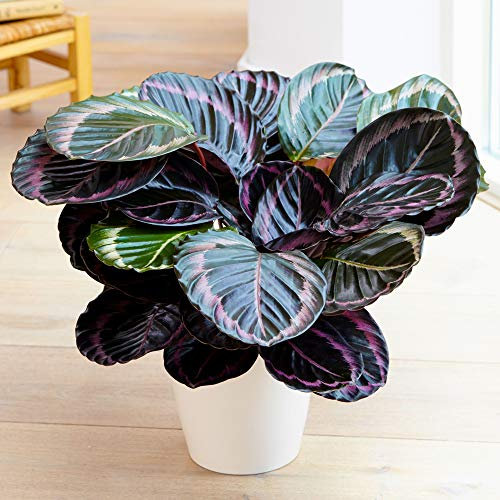 Calathea Surprise Star | Plante en Pot au Feuillage Persistant 25-35 cm