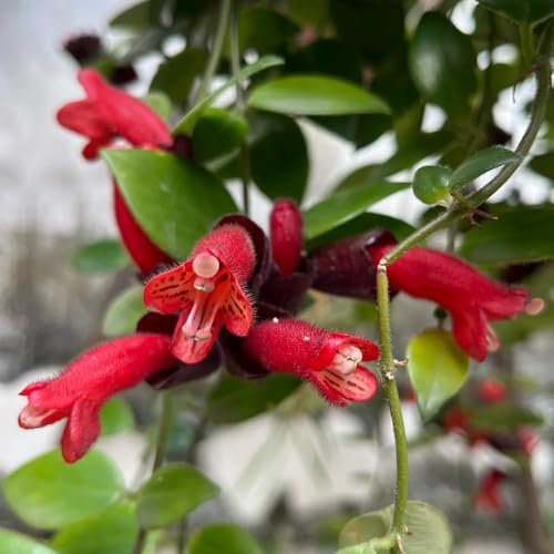 Semi di Aeschynanthus, Aeschynanthus radicans, resistenti per balconi rampicanti resistenti semi biologici decorazione soggiorno da giardino 80pcs