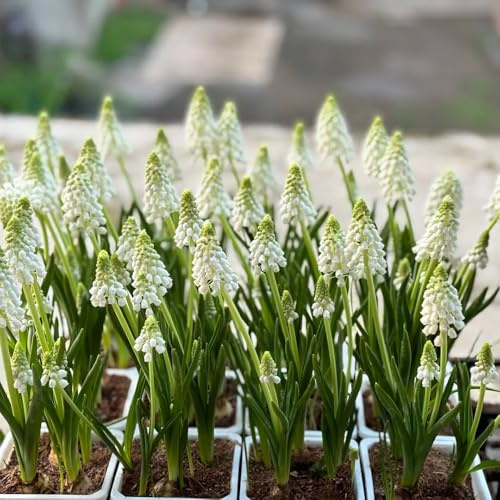 Hyazinthen, stauden winterhart mehrjährig Hyacinthus orientalis, gartenpflanzen frühblüher winterfeste für balkon 6Zwiebeln