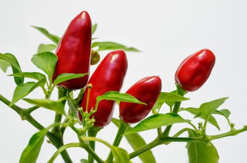 Semi di Peperoncino Diavolicchio Calabrese, Piccantezza Media, per Coltivazione in Vaso e Orto 30 semi