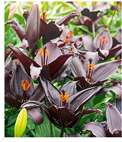 BALDUR Garten Schwarze Lilie Blacklist,3 Zwiebeln, Blumenzwiebeln, riesige & eleganten Blüten, winterhart, pflegeleicht, Wasserbedarf gering, blühend, Lillium-Hybride