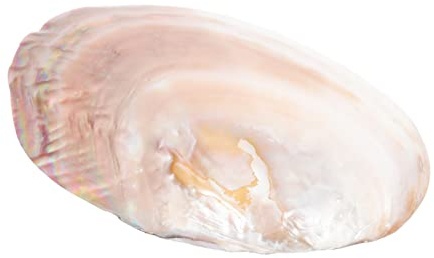 Cabilock Natürliches Backen Meer Muscheln Meerjungfrau Partyplatten Auster Backengerichte Vorspeisenplatten Zufällige Farbe