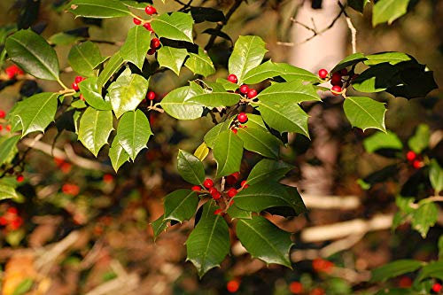 American Holly, Ilex opaca, Tree Seeds (Fragrant, Showy, Hardy Evergreen) (30): Only Seeds