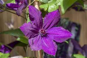 Clematis Hybride 'Honora' 40–60 cm – Winterhart, Mehrjährig – Waldrebe – Kletterpflanze für Pergola & Rankhilfe