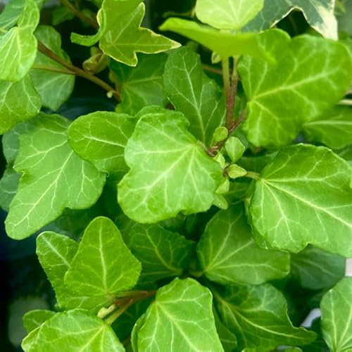 Lierre en pot intérieur extérieur Vert Pot 9 cm