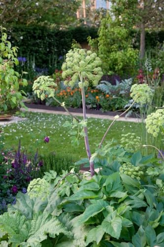 Angelica sylvestris ca. 11x11 cm Topf - Wilde Engelwurz, weiße Blüten, Blütezeit Juli-September, ideal für naturnahe Gärten, bienenfreundlich, pflegeleicht