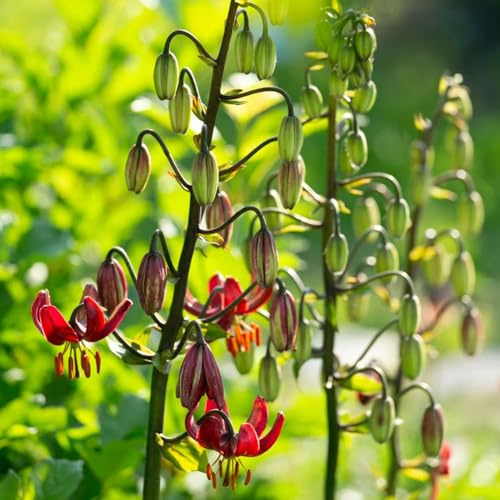 Bulbi di giglio - bulbi di biologici per i luoghi soleggiati resistenti per giardini rocciosi balcone giardino decorazioni giardino esterni 5pcs