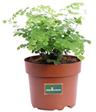 Pianta vera di Capelvenere o Adiantum Raddianum Fritz-Luthi felce ornamentale e tropicale ideale per arredo interno in appartamento e ufficio venduta da eGarden.store