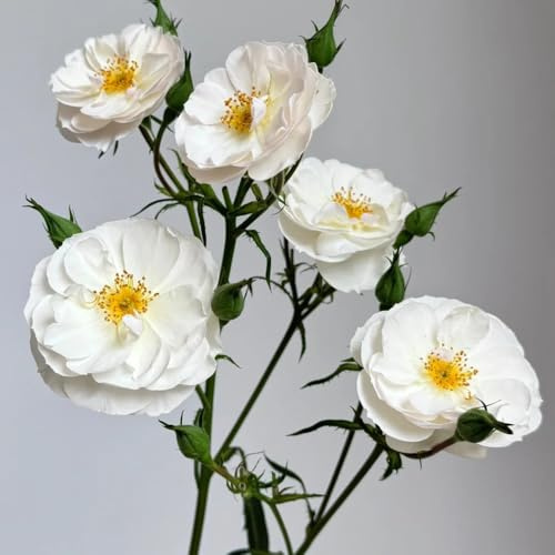 semillas de rosal, rosal trepador resistentes al aire libre de silvestres, para bancales elevados jardín de rocas 300pcs