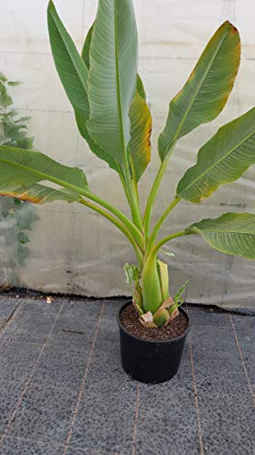 Musella lasiocarpa/Lotus d'or/Bananier nain/Conteneur de 15 à 30 litres