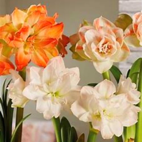 Amaryllis – eine Mischung seltener Farben, winterhart, mehrjährig, ideal für Gärten und als Raumdekoration.-1 rhizome