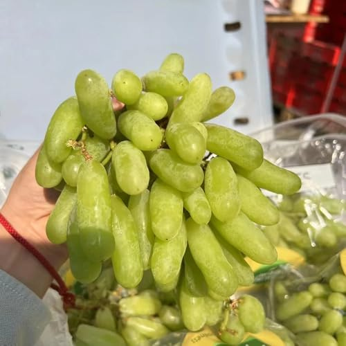 semillas de uvas orgánicas, comprar vides resistentes - al aire libre, columnar, interior 400pcs