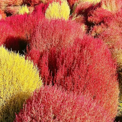 semi di kochia scoparia, cipresso estivo all'esterno sempreverdi da balcone resistenti all'inverno per balconi 600pcs