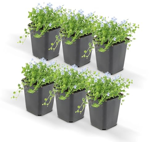 Bodendecker - Blauer Bubikopf - Isotoma fluviatilis - 9cm Topf - Set mit 6 Pflanzen