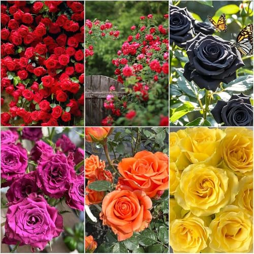 semillas de rosa - semillas de exóticas rosal trepador rosas balcón perennes resistentes decorativa jardín jardín en 300pcs