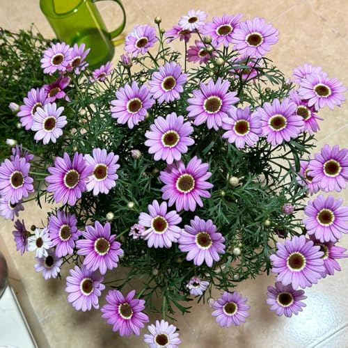 Semi di margherita perenne-tappezzante,decorazione da giardino per esterni resistenti in vaso,to colorato tappezzante perenne 1000pcs