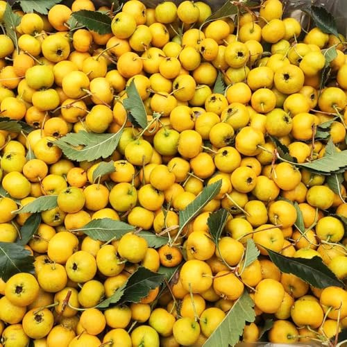 Weißdorn, sträucher garten obstgarten obstsamen exotische obstpflanzen steingartenpflanzen säulenobst obstbäume kaufen gartenarbeit geschenk seltene säulenobstbäume 60Samen