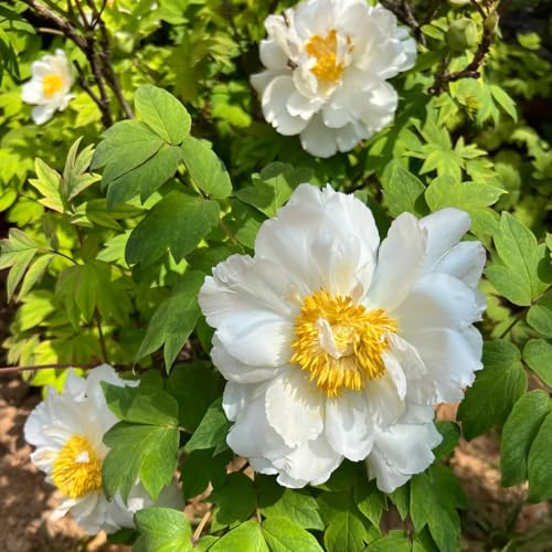 Semi di peonia, semi di selvatici serre balcone estivi, appartamento decorazioni giardino per esterni autunnali resistenti decorazione per 40pcs