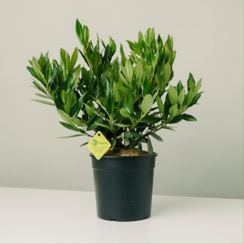 Plantì PRUNUS LAUROCERASUS (OTTO LUYKEN). Lauroceraso compatto, vaso da 19 cm. Piante vere per esterno con fogliame denso e lucido. 6 mesi di concimazione inclusi.