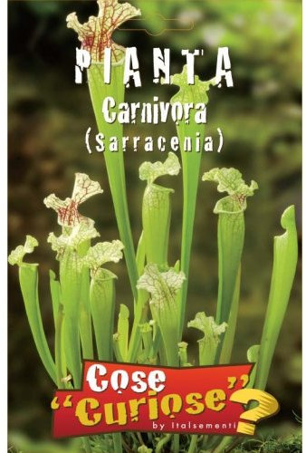 Semi - Pianta carnivora Sarracenia