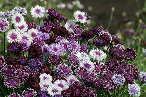 50 Centaurea Cyanus Classic Magic Seeds - Cornflower Corn Flower - 50 Seeds