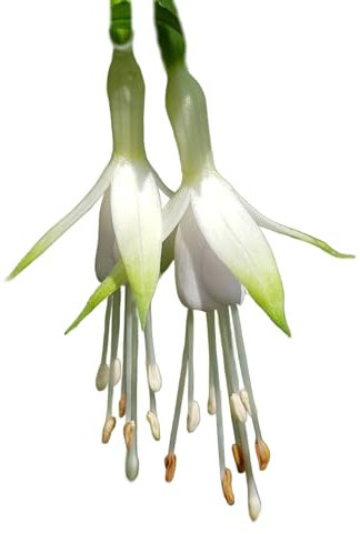 Fuchsia Plants, 'Hawkshead', 1 x Full Plant in a 1 Litre Pot, Fuchsias, Garden Ready, Ready to Plant, Premium Quality Garden Perennials