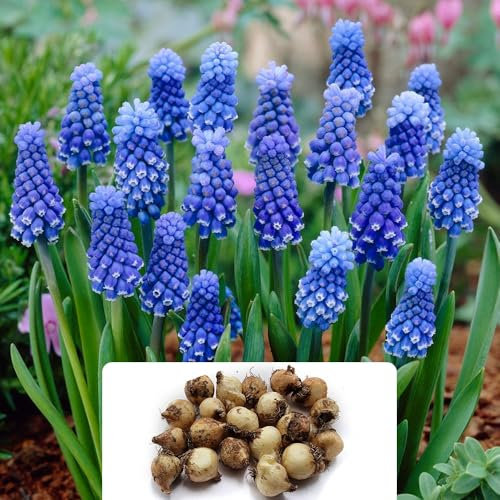 20 Muscari Blue Grape Hyacinth Bulbs – Miniature Perennial Mid-Spring Blooms – Delicate Bell-Shaped Flowers Resembling Grape Clusters – Cultivated for UK Climate